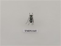 藏品(黑紋蒼藍天牛)的圖片